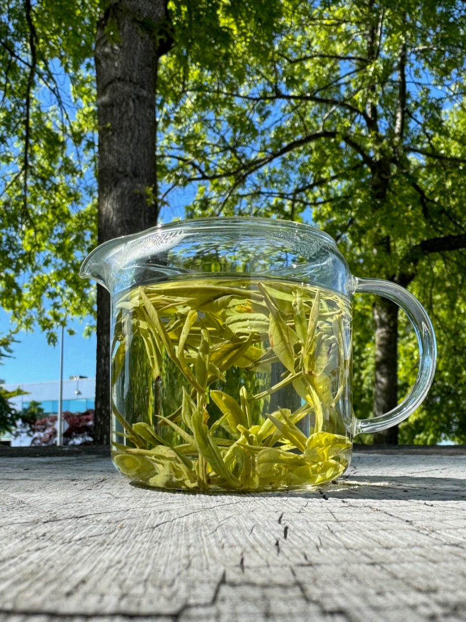 Zisun Heirloom Cultivar Chinese Green Tea, Lu Yu